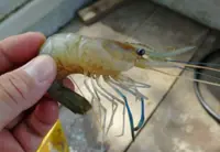 1.3 million fish, prawns added to Penang rivers