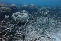 Fish bombing suspected in coral reef damage off Selakan Island