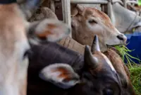 Enough livestock supply for Aidiladha, says Agri Ministry