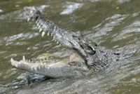 Senior citizen attacked by croc while fishing for prawns near PD