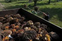 Indonesia palm oil prices plunge at farmers' level on Prabowo's export plan