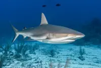 Critically endangered Ganges shark found in Indonesia's North Kalimantan