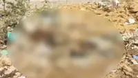 300 cow carcasses found dumped near India's Jaisalmer, outrage erupts after videos go viral