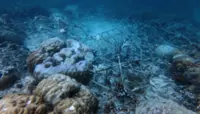 Sabah govt hunting fish bombers at Pulau Selakan reef restoration site