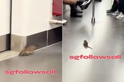 Singapore's SMRT to step up pest control measures after rat spotted in train
