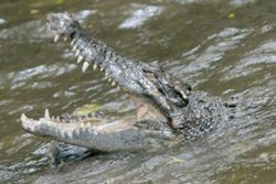 Senior citizen attacked by croc while fishing for prawns near PD