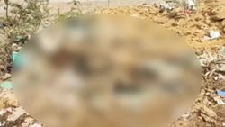 300 cow carcasses found dumped near India's Jaisalmer, outrage erupts after videos go viral
