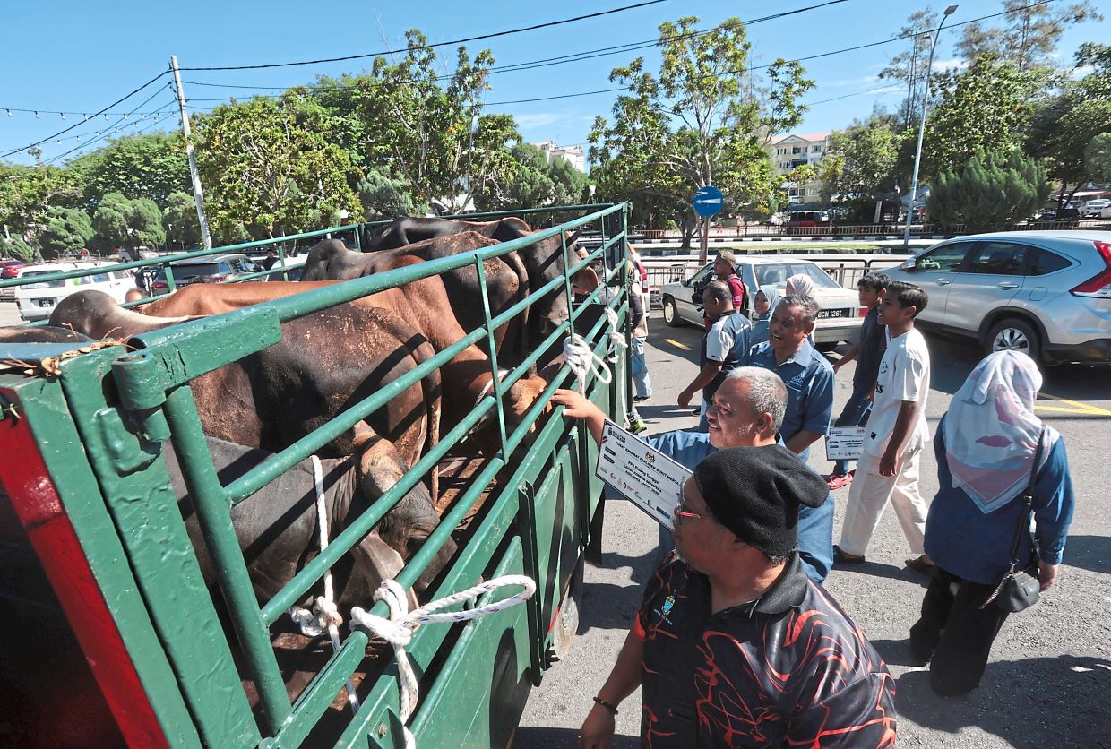 In conjunction with Hari Raya Aidiladha tomorrow, the Entrepreneur Development and Cooperatives Ministry will distribute 36 sacrificial cows to 27 selected mosques, surau, residents’ associations and NGOs in Bukit Mertajam.