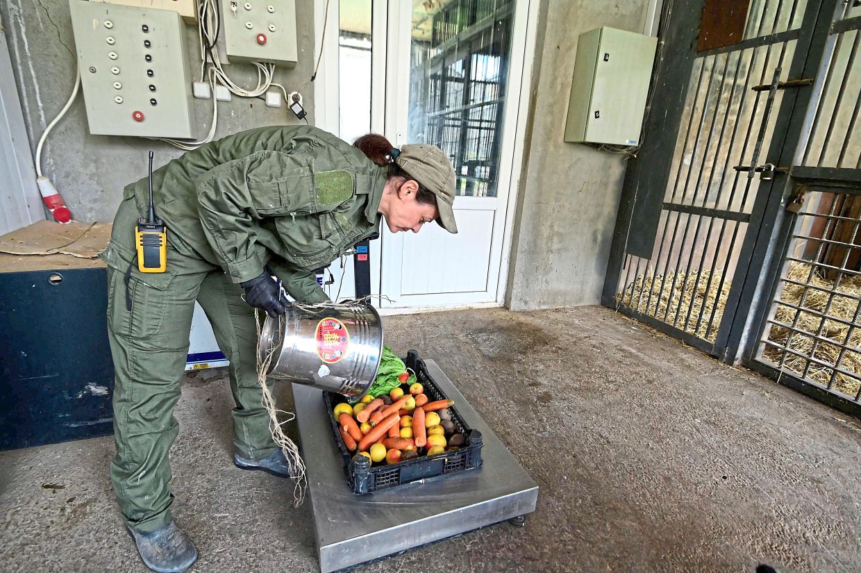 Piloyan preparing food for the bears. — AFP