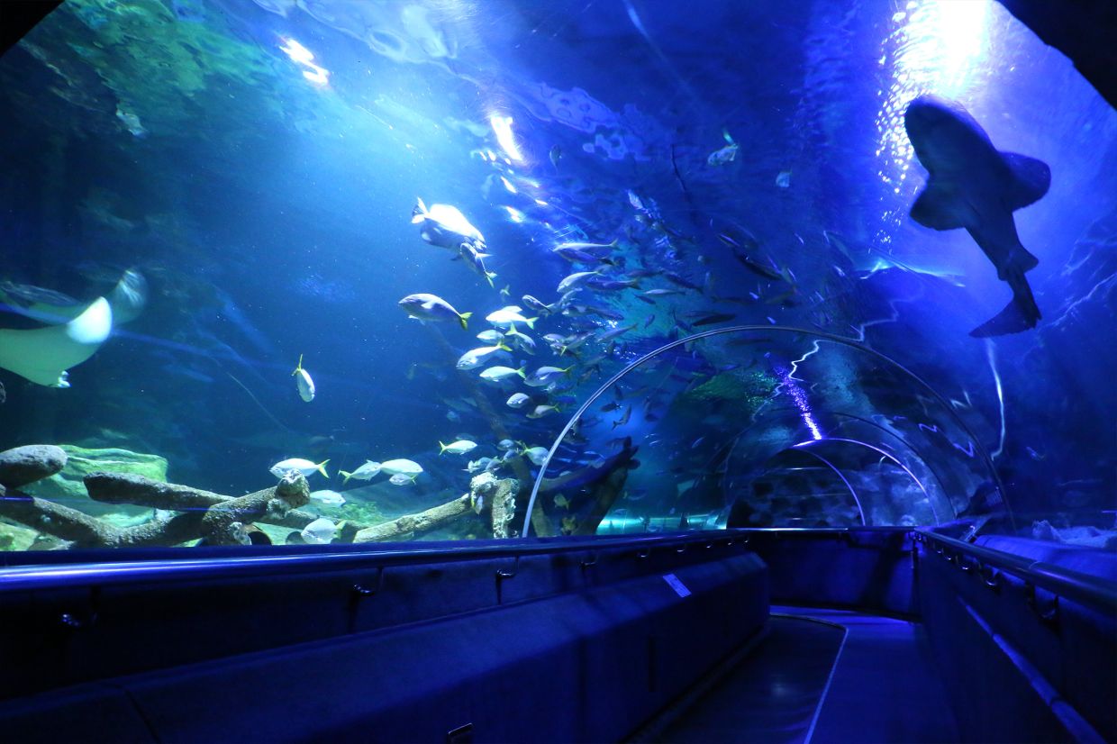Aquawalk expands regional footprint with RM24.6mil East Java oceanarium ...