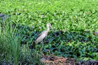 Terengganu university haven for winged visitors