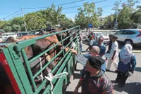 Cows to be distributed to selected recipients in Bukit Mertajam