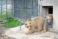 Learning to hibernate again