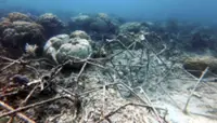 Sabah to punish fish bombers damaging coral reefs