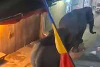 Two elephants calmly pass through South Sumatra market