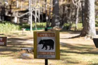 Human body parts found in bear’s stomach in Japan’s Yamagata confirmed as 78-year-old man