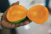 India’s prized Alphonso mango crop ruined by weather