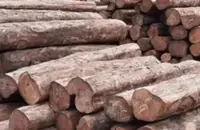 GOF seizes illegal timber, machinery worth over RM1mil in Pasir Mas