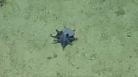 'He's tiny! It's blue!': Scientists find new deep-sea octopus