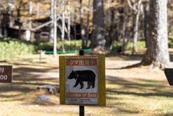 Human body parts found in bear’s stomach in Japan’s Yamagata confirmed as 78-year-old man