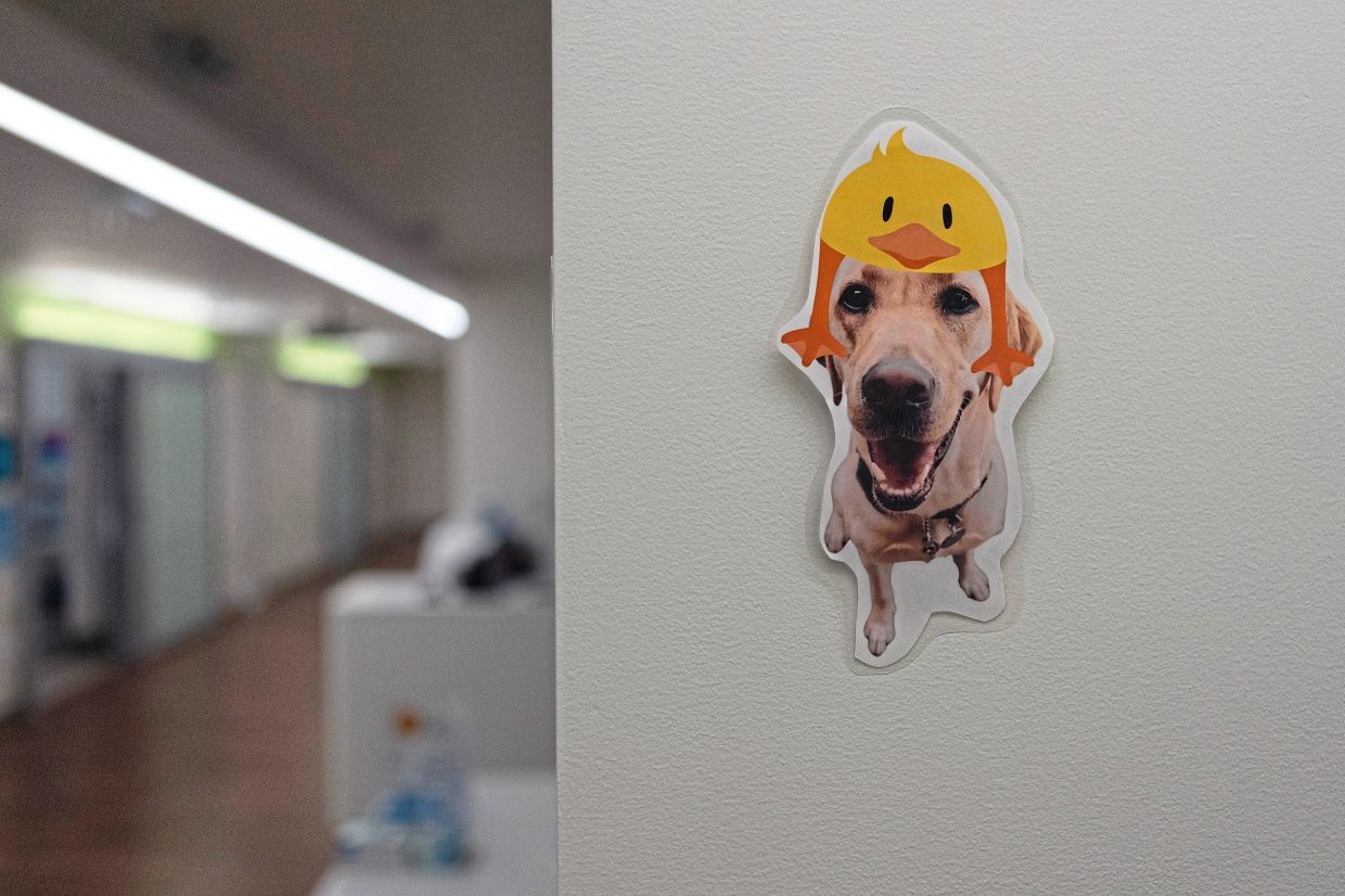 A sticker of Hadley wearing a duck on her head. The facility dog has become a bit of a celebrity at the hospital. 