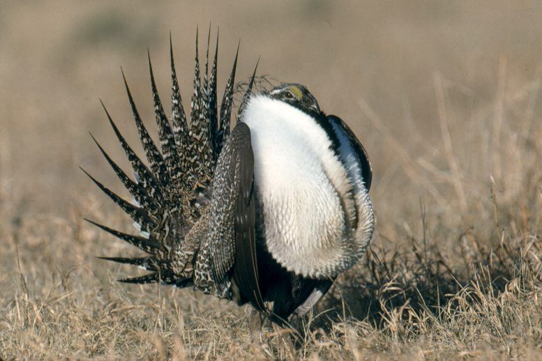 A male sage grouse in the Grand Teton National Park struts its feathers. — Photo: US National Park Service
