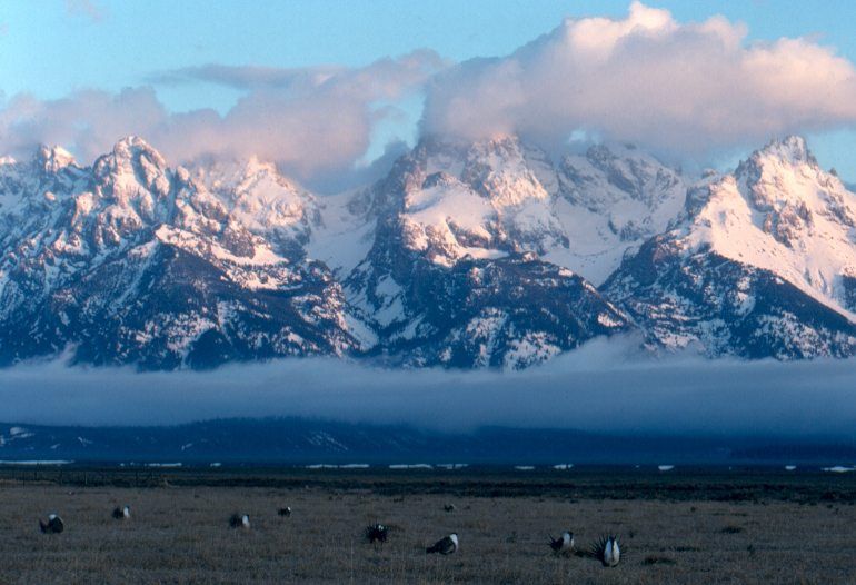 Sage grouse seen here grazing on their historically preferred site, sagebrush at the Grand Teton National Park. — Photo: US National Park Service