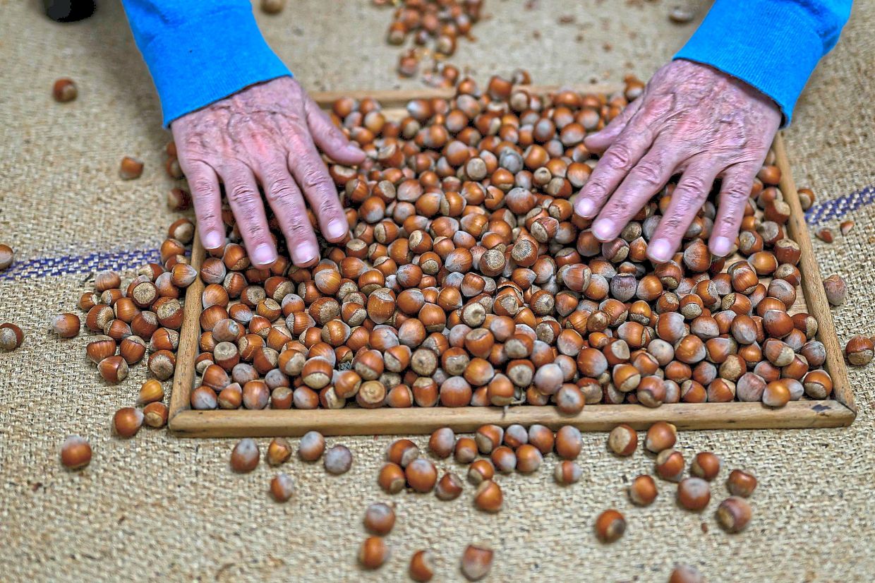 A man sorting harvested hazelnuts that are grown in Ordu. Local farmers say that farming is better and more sustainable for the province than mining.