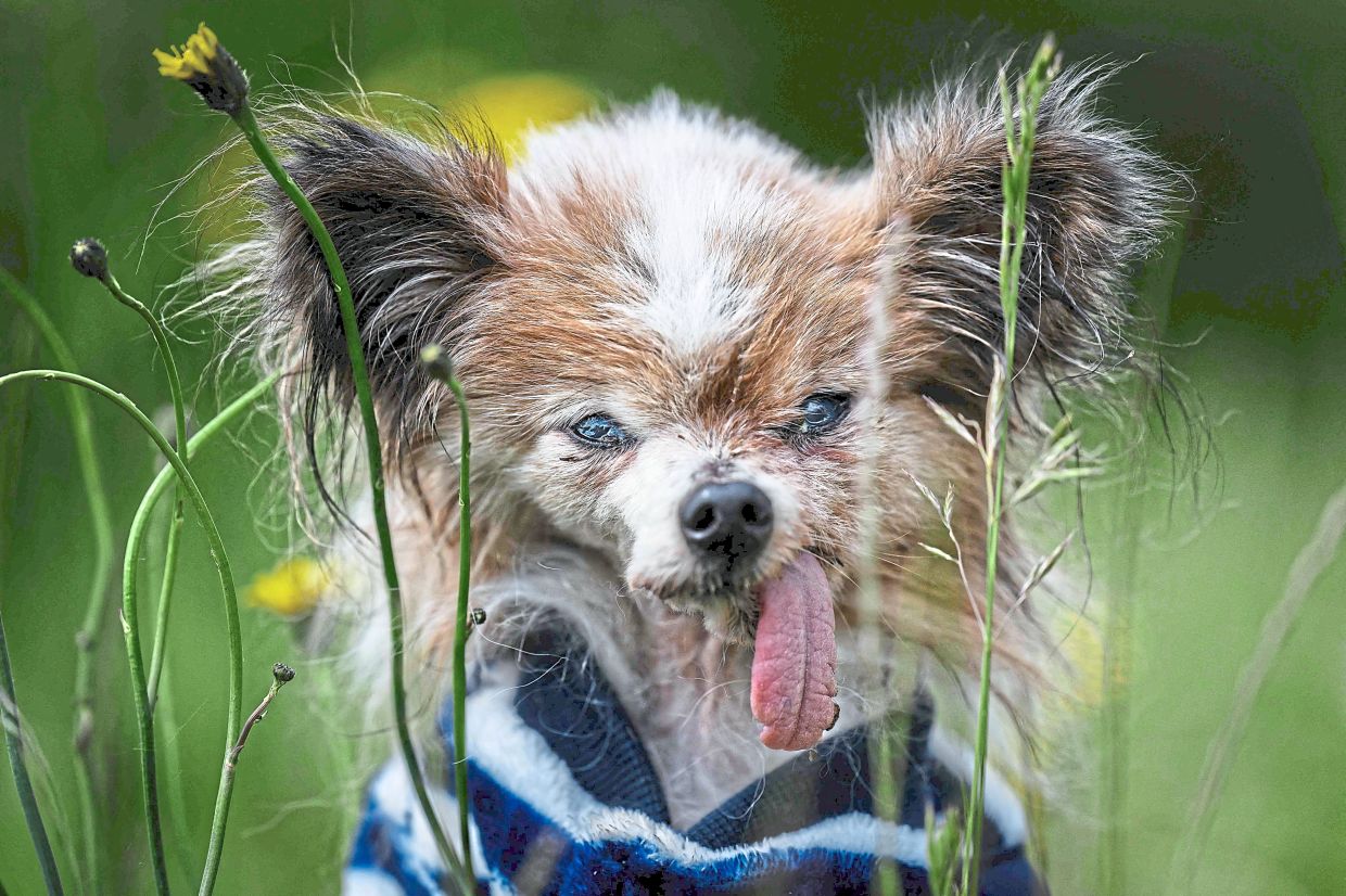A French toy spaniel, Lazare has stand-up 'butterfly' ears.