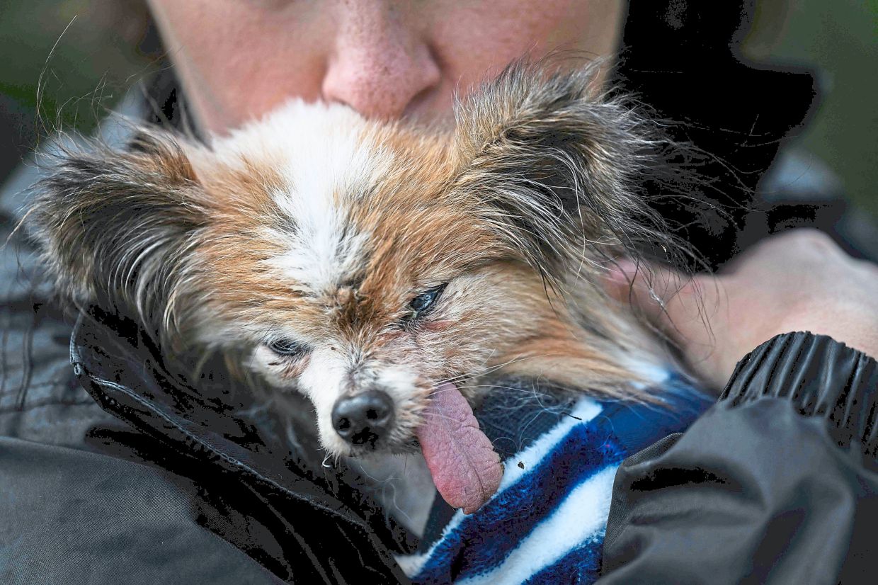 When Lazare's former owner passed away, the dog was taken in by the dog pound, which then contacted the French SPA (Societe Protectrice des Animaux).