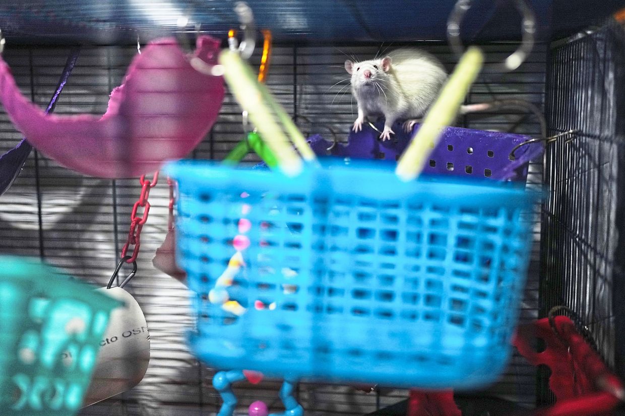 A rat up for adoption sits in a cage.
