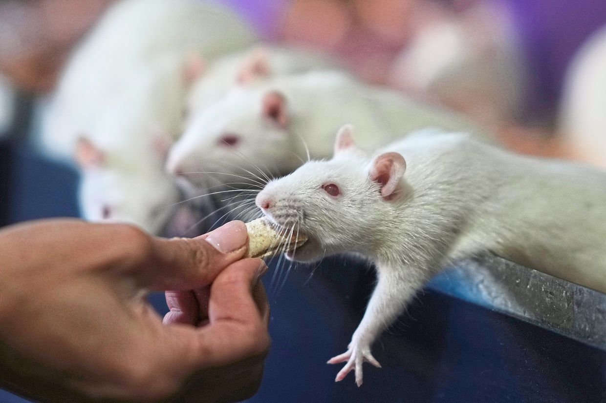 Dominique Verdier feeds former laboratory rats she adopted at her home in Buenos Aires.