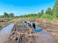 Pekan peatland initiative proves its success