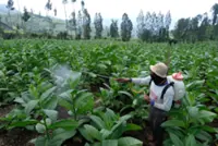 Indonesia pushes into global fertiliser market