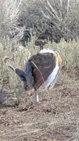 Robot birds are being used to revive the population of the sage grouse in the US