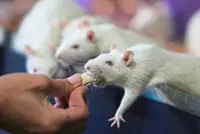 New homes for lab rats: Argentine organisation finds homes for unwanted lab rats