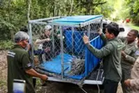 Two wild porcupines released into natural forests of Cambodia's famed Angkor Park