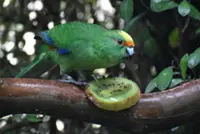 Love birds: twice-extinct parakeet gets lifeline from amorous pair in New Zealand