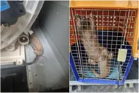Critically endangered pangolin found inside washing machine near Bukit Batok, Singapore