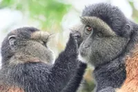 How collecting DNA samples in the wild could transform conservation