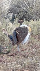 Robot birds are being used to revive the population of the sage grouse in the US