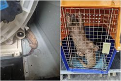Critically endangered pangolin found inside washing machine near Bukit Batok, Singapore