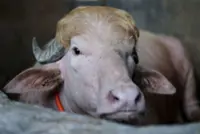 Viral fame spares ‘Donald Trump’ buffalo from Eid sacrifice in Bangladesh