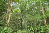 Forests, business and two ways of seeing the world
