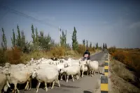 Job ad for shepherds goes viral in China exposing labour market strains