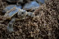 Terrapin conservation centre in T'ganu successfully hatches over 1,200 eggs