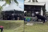 Man gored to death by buffalo during Aidiladha sacrificial ritual in Ulu Tiram, say cops