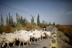 Job ad for shepherds goes viral in China exposing labour market strains