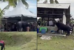 Man gored to death by buffalo during Aidiladha sacrificial ritual in Ulu Tiram, say cops