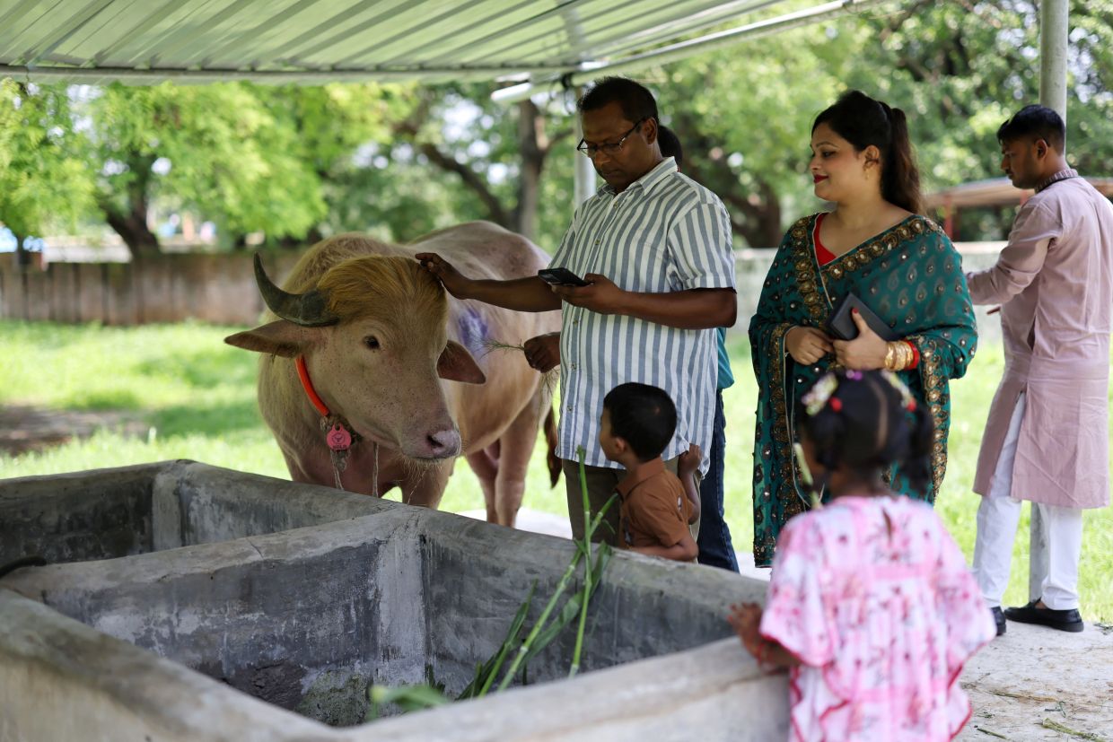Hours before it faced the knife, the government stepped in to save the animal, which has become an online sensation.